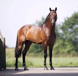 Try Time sire of Lady P