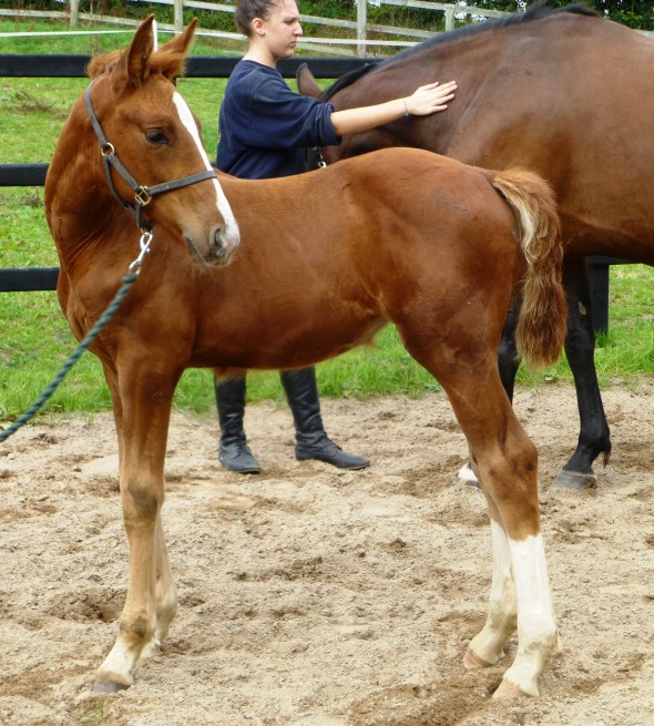 Lucie also filly