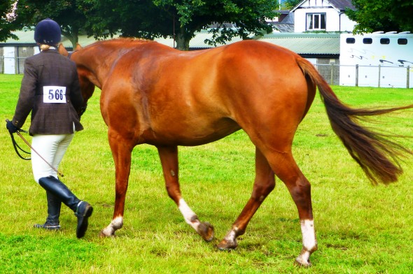 Rua trot up at Balmoral