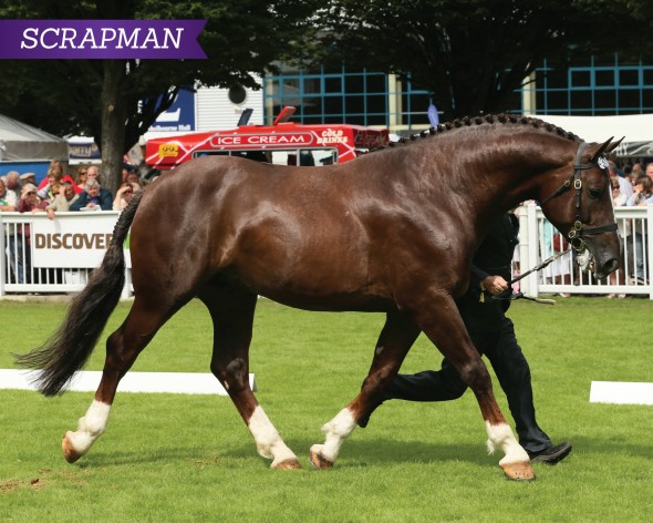 scrapman sire
