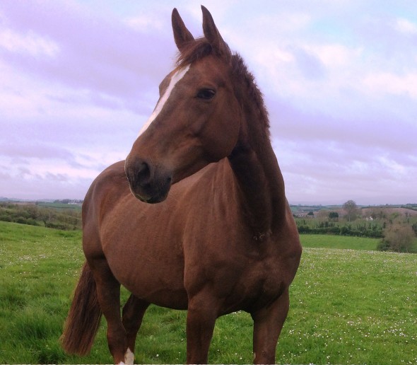 Hope mare