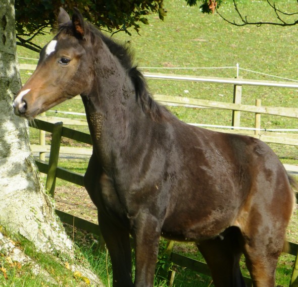 Dark brown like his sire Osmium Ringfort Finale