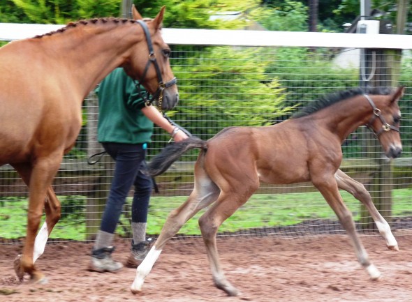 easy and joey mare and foal