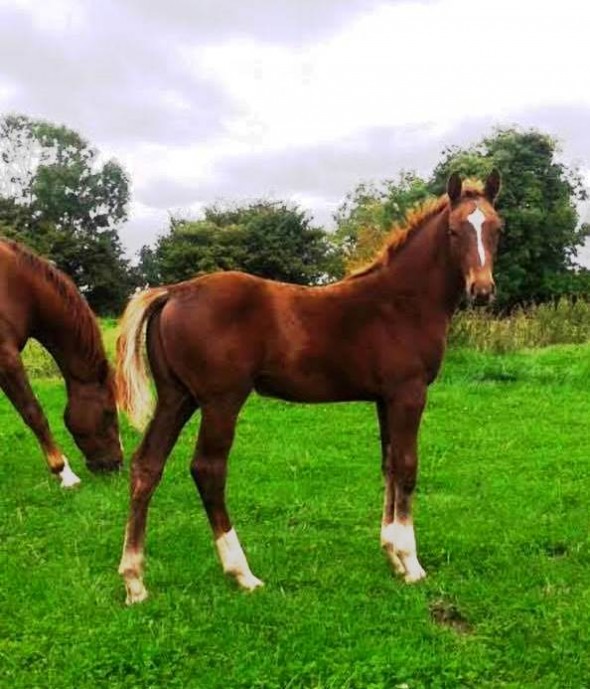 Indoctro filly
