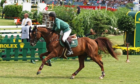 exquis Oliver Q stallion