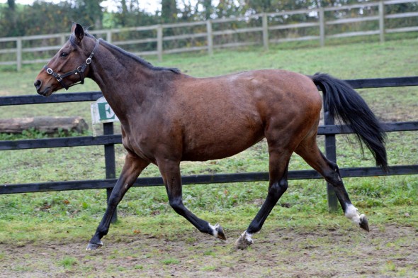 Moulin Fontaine 2 broodmare