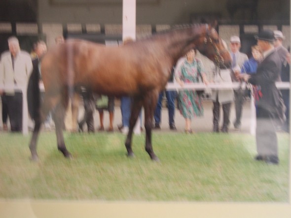 Ringfort Walnut Dash Res. Supreme Champion RDS