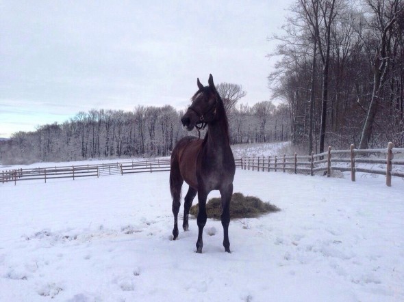 Jay in snow with Ricki