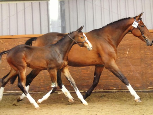 Vieanda with Hemmingway foal has another