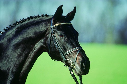 heraldik dam herka is full sister