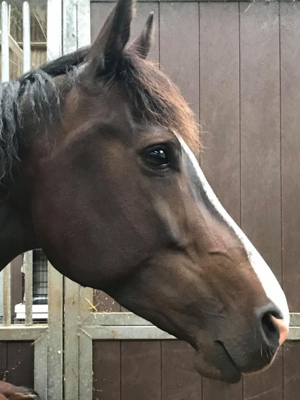 Jomira the day Jottorio was born colt by Vittorio