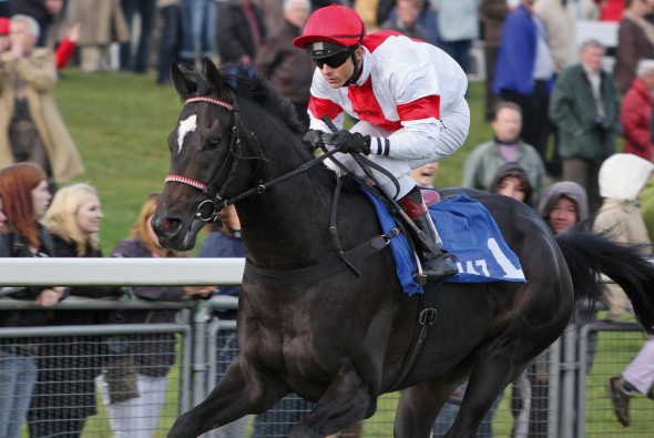 racehorse Lucarelli