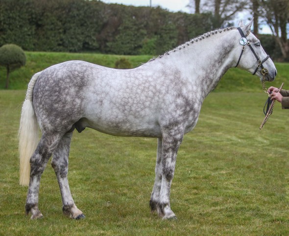 Cloncastle Silver Squire