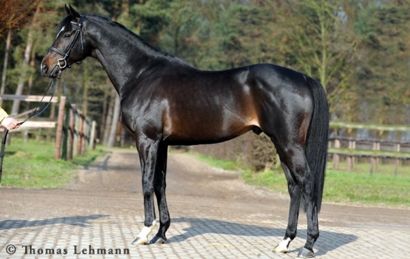 Lucarelli stallion
