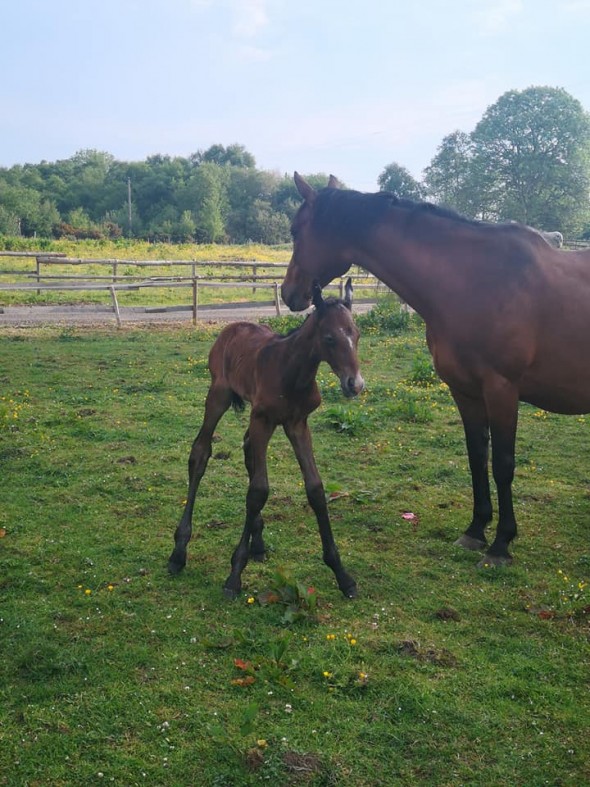 Democrat colt 2