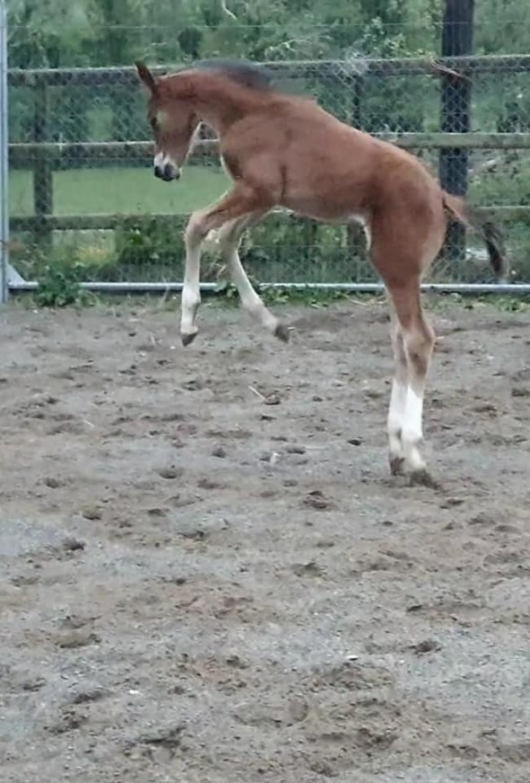 Royaldik Antoinette