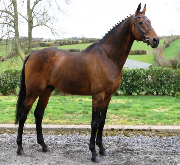 Royaldik sire