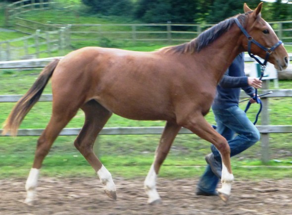 Ringfort Red Bird Pistazie's yearling
