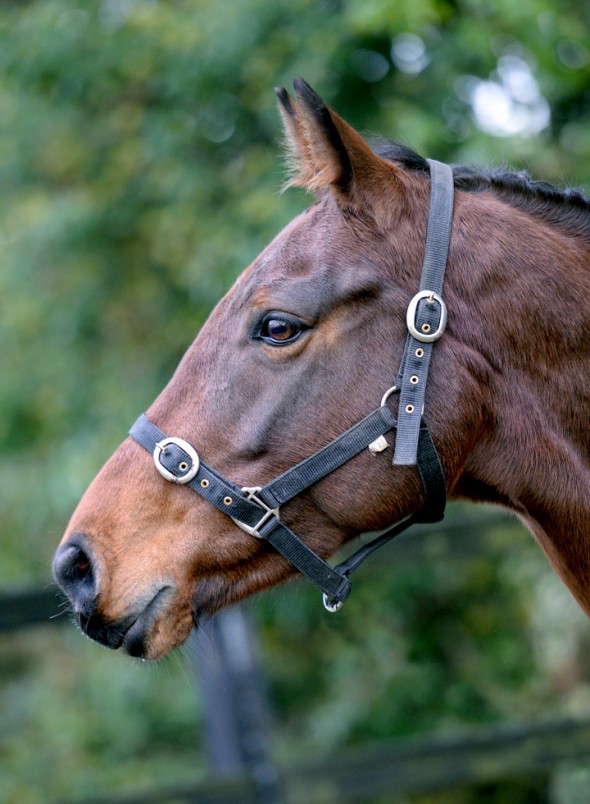 Lady P 4 broodmare