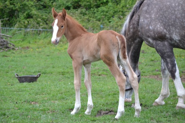 Dunsandle Diamond colt