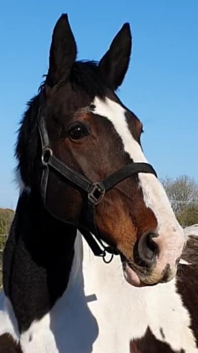 mare of colour