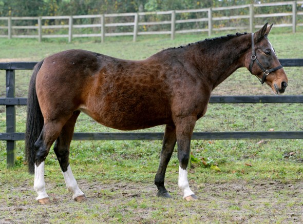 Vieanda 3 broodmare