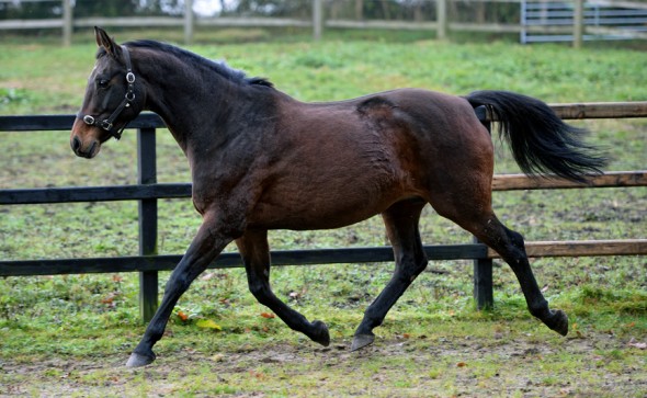 Ushi 1 broodmare