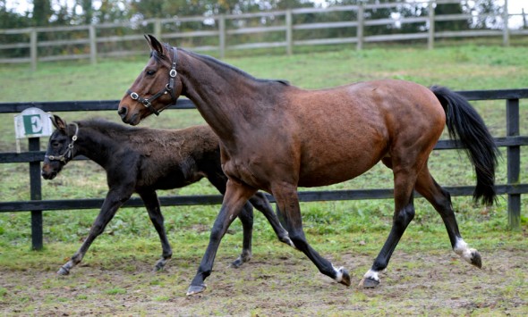 Moulin Fontaine with Hamish 1 broodmare