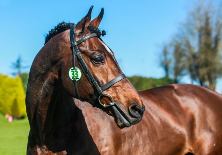 Vittoria stallion