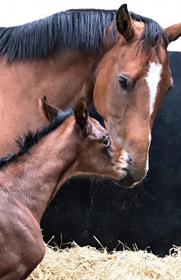 Lulu and foal Vittorio