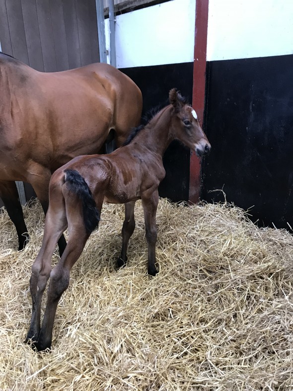 colt for lulu vittorio boy