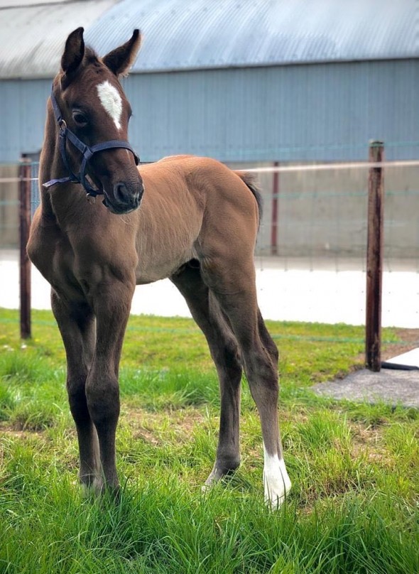Colt by VDL Corporal CLF