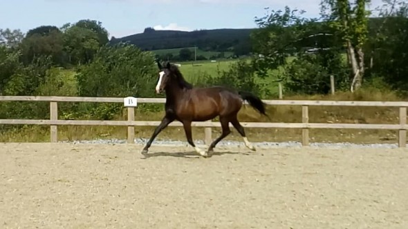 Jomira broodmare