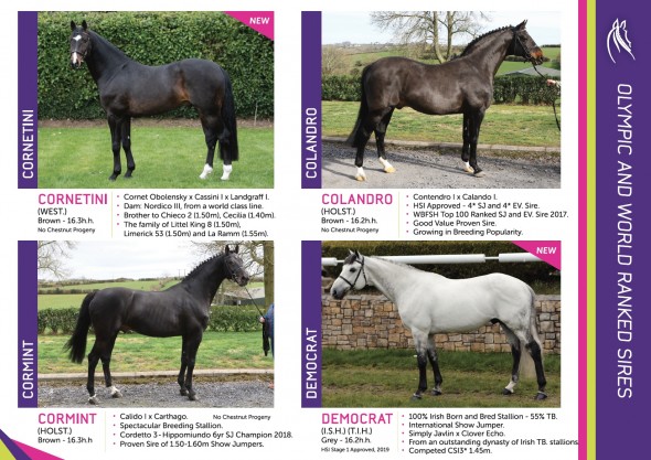 DS stallions page 3