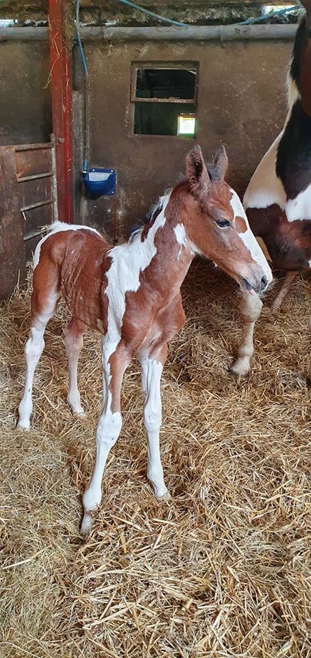 colt foal Cormint