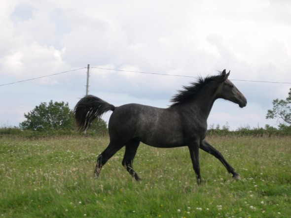 Ringfort String of Pearls as a yearling 2011