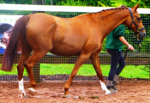 Pistazie Brandenburg mare