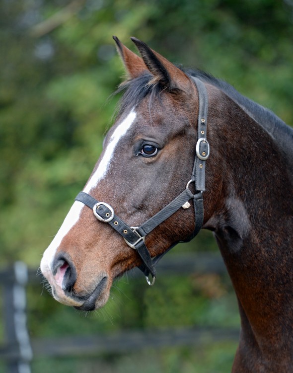 Brown Beauty 3 broodmare