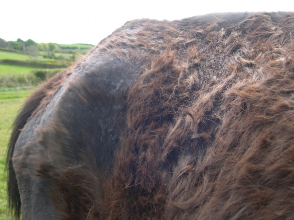 Young horse with broken feet, rain scald, lame, and pitifully thin.