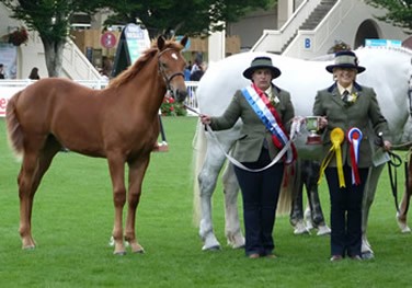 Champion foal by Scrapman