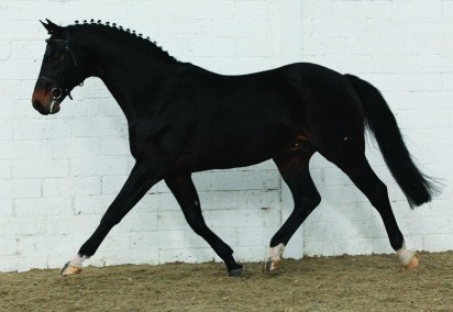 colandro moving stallion