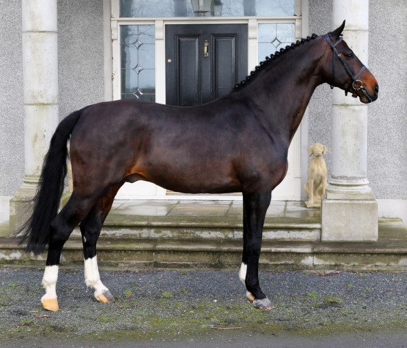 Cobra 18 Dublin is his son