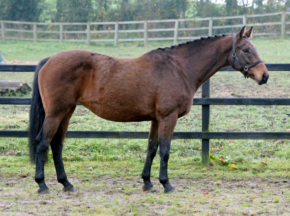 Lady P 2 broodmare