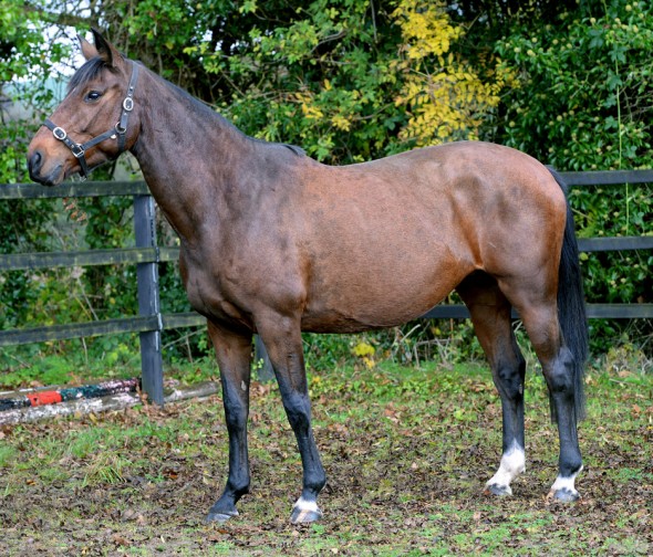 Moulin Fontaine 3 broodmare
