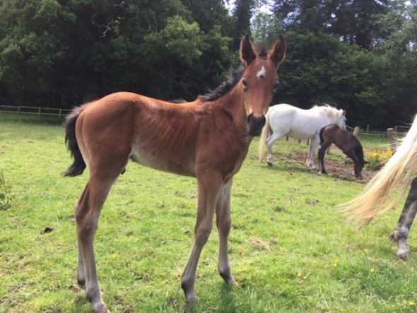 Johnnie Sinpson Lucarelli colt
