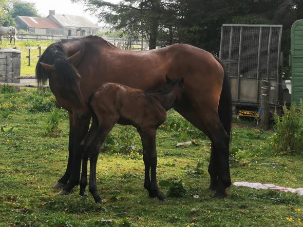 Democrat colt