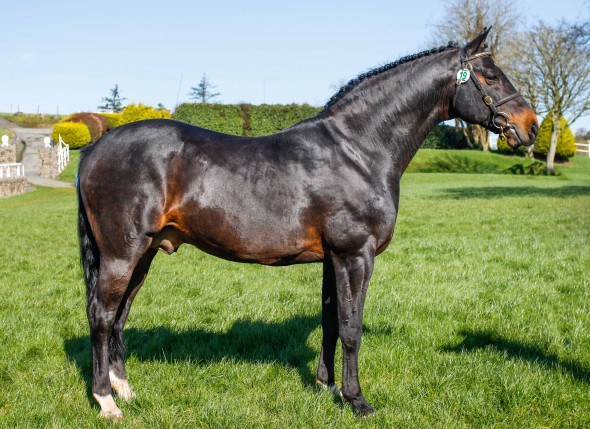 colandro standing stallion