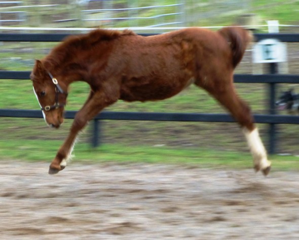 Ringfort Esprit du Moulin jumping for joy