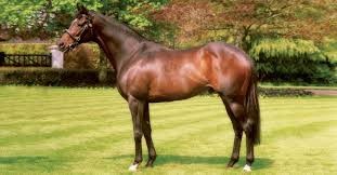 High Chaparral