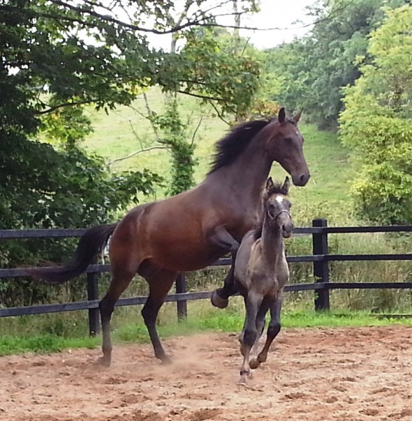 Ushi with Jay Ringfort Cruise foal